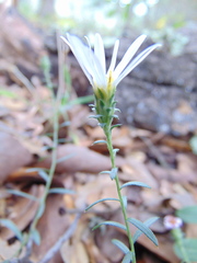 Symphyotrichum moranense
