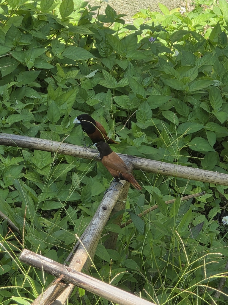 Chestnut Munia (Lonchura atricapilla)