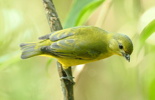 Violaceous Euphonia (Euphonia violacea), photo 3