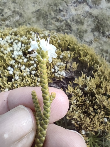 Veronica poppelwellii, photograph 2