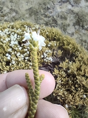 Veronica poppelwellii, photograph John Barkla, CC BY, iNaturalist via GBIF