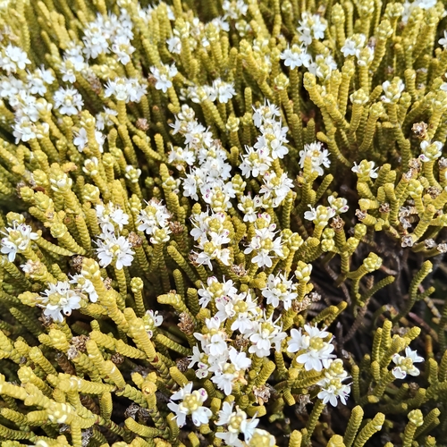 Veronica poppelwellii, photograph 3
