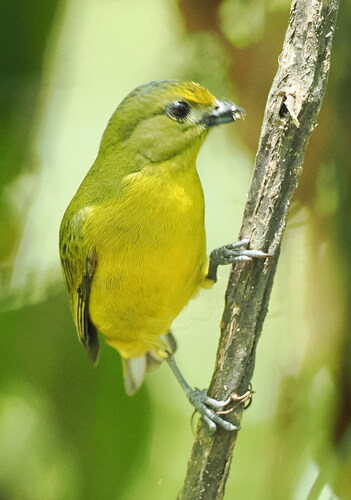 Violaceous Euphonia (Euphonia violacea), photo 4
