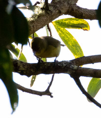 Hemignathus wilsoni