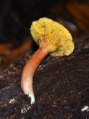 Phylloporus leucomycelinus