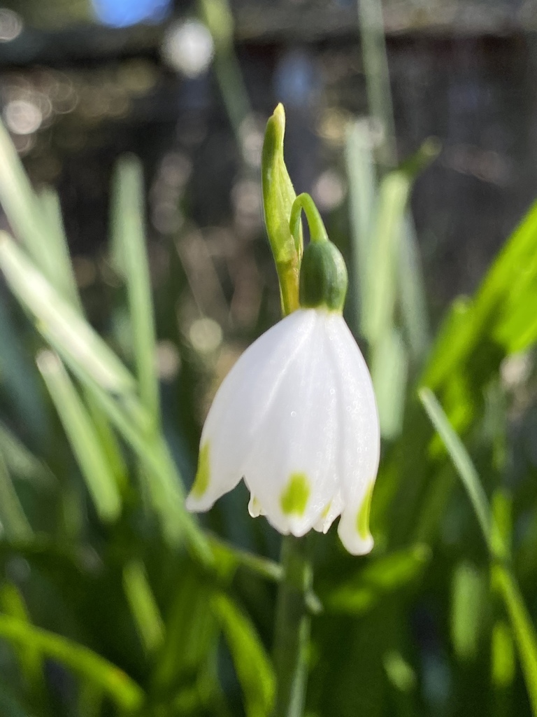 Leucojum aestivum, Visalia Ave, Berkeley, CA, US