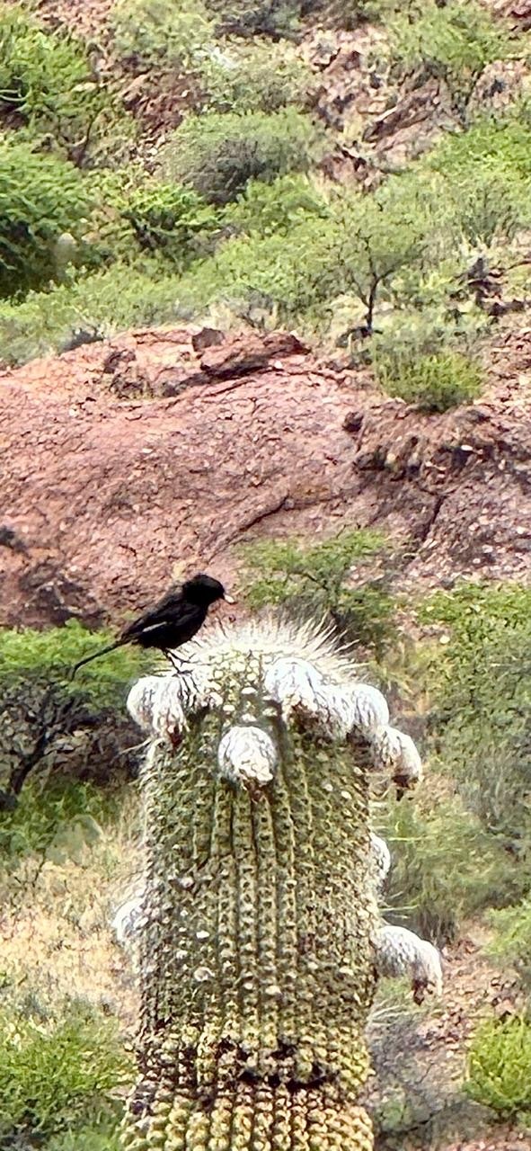 White-winged Black Tyrant (Knipolegus aterrimus), photo 1