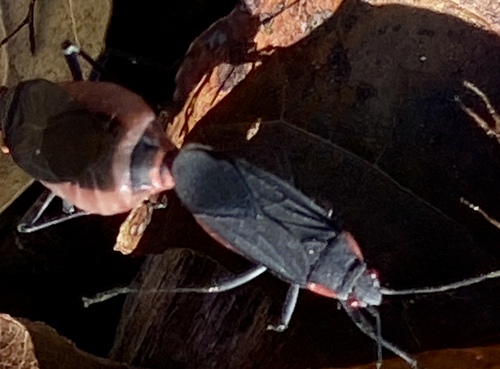 iNaturalist observation photo of Red-shouldered Bug