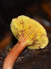 Phylloporus leucomycelinus
