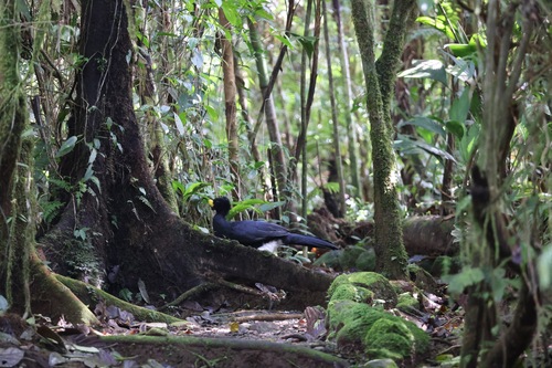 Great Curassow (Crax rubra), photo 4