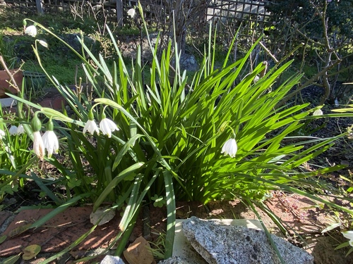 Leucojum aestivum