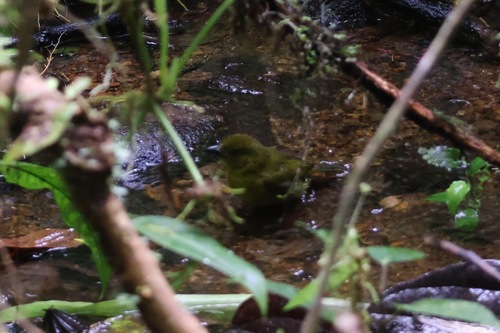 Carmiol's Tanager (Chlorothraupis carmioli), photo 2