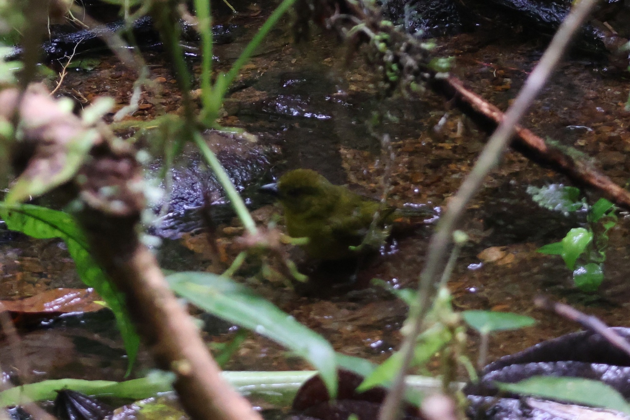 Carmiol's Tanager (Chlorothraupis carmioli), photo 2