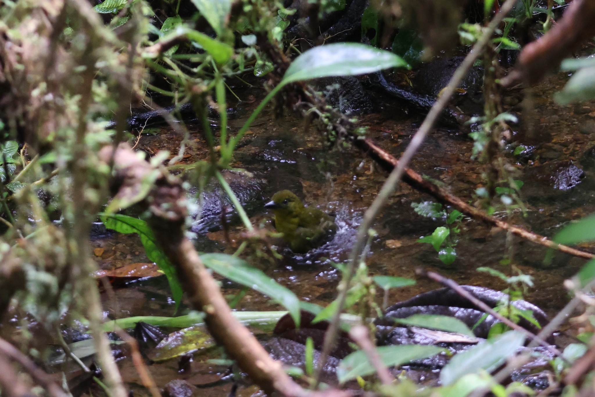 Carmiol's Tanager (Chlorothraupis carmioli), photo 1
