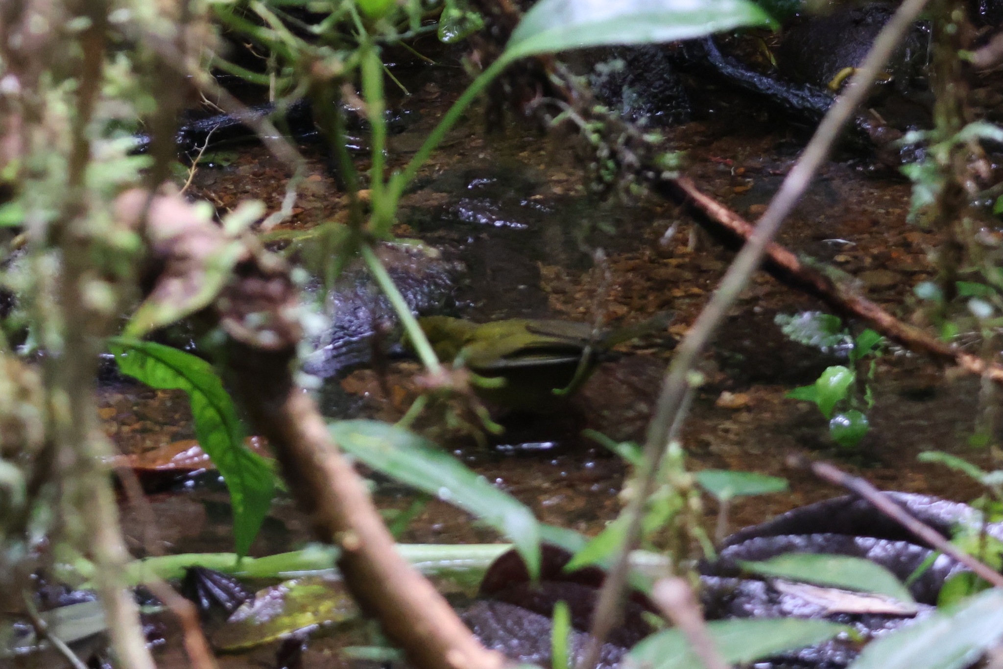 Carmiol's Tanager (Chlorothraupis carmioli), photo 9