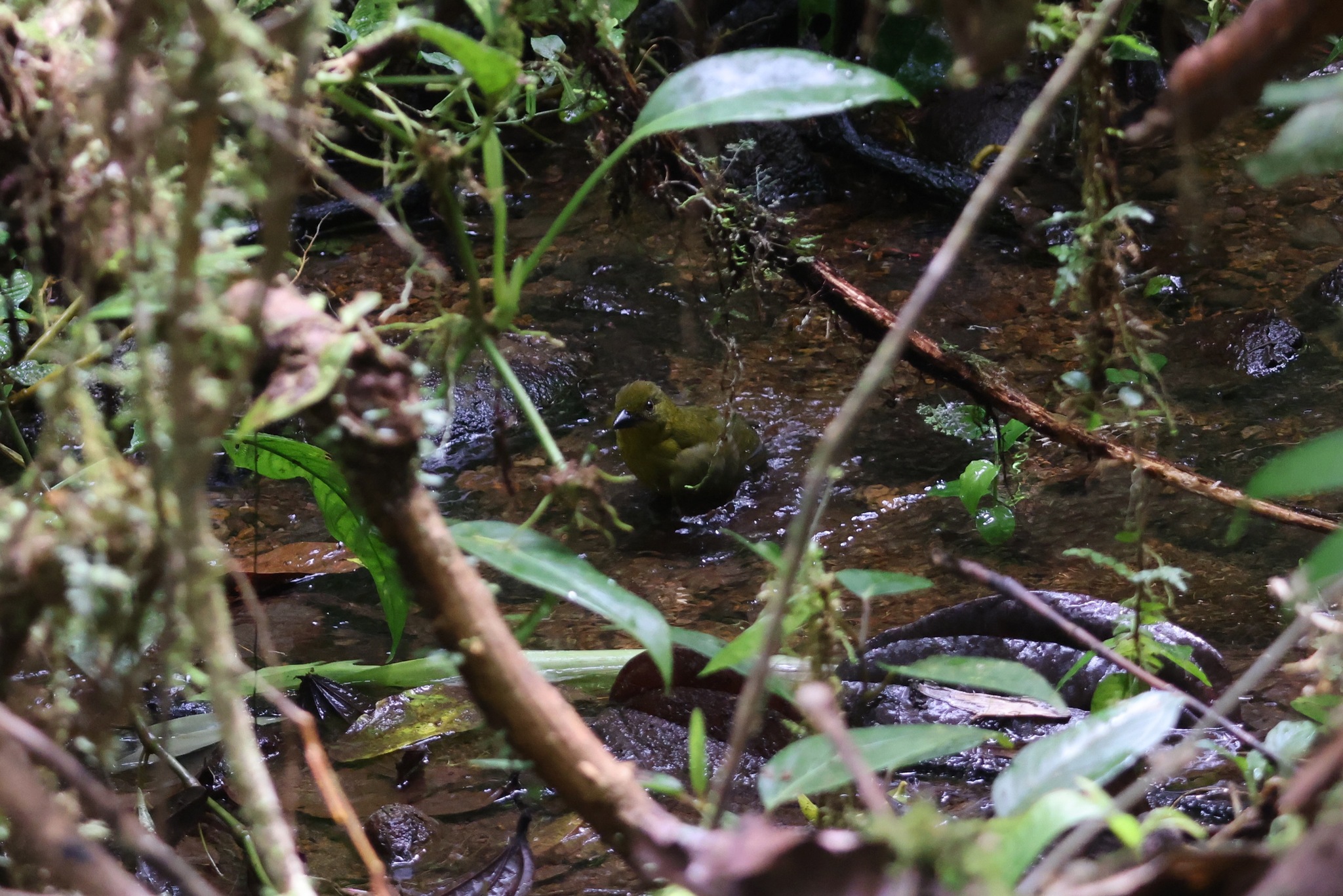 Carmiol's Tanager (Chlorothraupis carmioli), photo 10