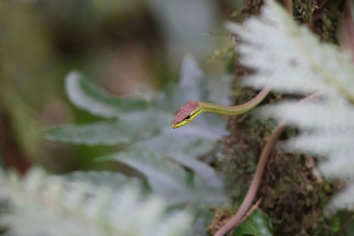 Cope's Vine Snake