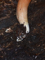 Phylloporus leucomycelinus