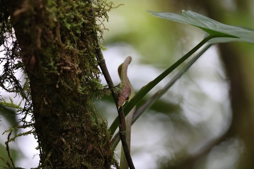 Cope's Vine Snake