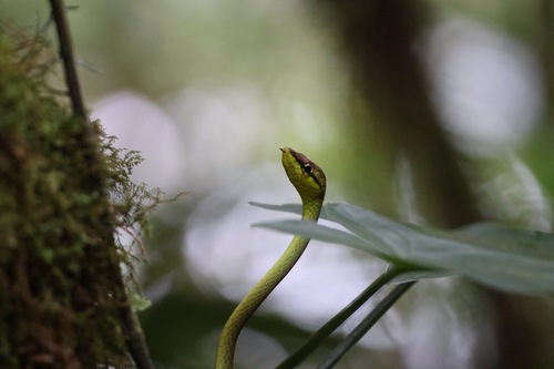 Cope's Vine Snake