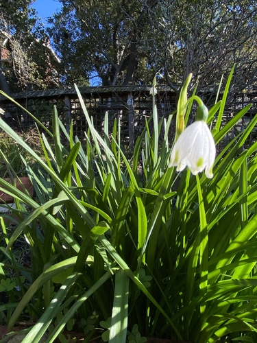 Leucojum aestivum
