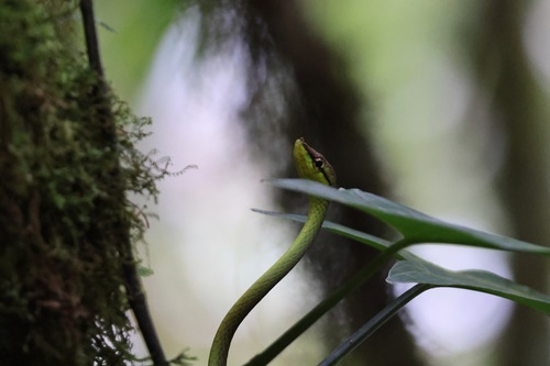 Cope's Vine Snake
