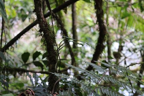 Cope's Vine Snake