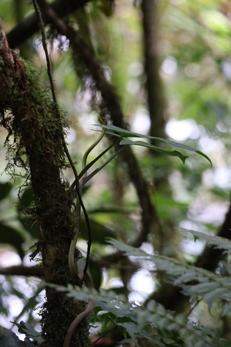 Cope's Vine Snake