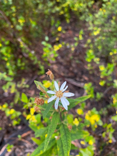 Wrinkled Daisy-bush (Olearia rugosa)