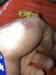 Dendropsophus sarayacuensis