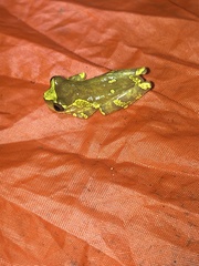 Dendropsophus sarayacuensis
