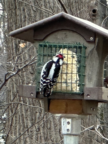 Downy Woodpecker