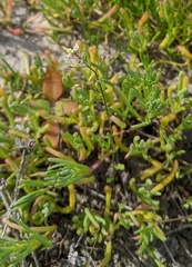 Hornungia procumbens