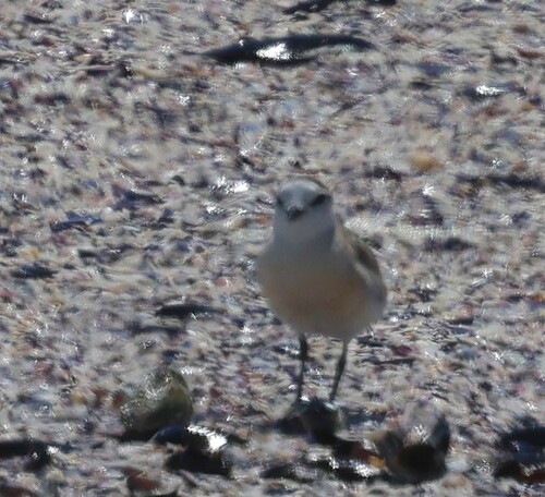 iNaturalist: (c) Steve Mayo, some rights reserved (CC BY-NC), uploaded by Steve Mayo iNaturalist image