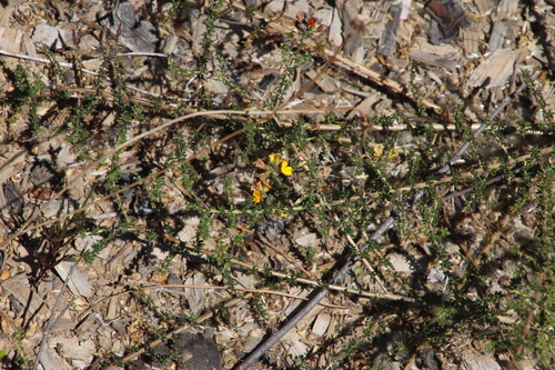 Image of Aspalathus divaricata by (c) Tony Rebelo, some rights reserved (CC BY-SA)