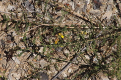 Aspalathus divaricata