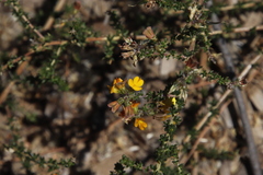 Aspalathus divaricata