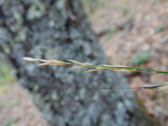 Piptochaetium fimbriatum