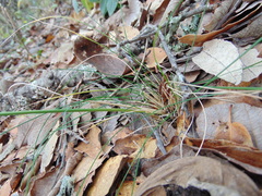 Piptochaetium fimbriatum