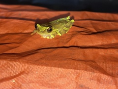 Dendropsophus sarayacuensis