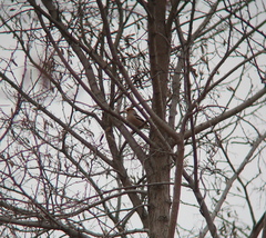 Coccothraustes coccothraustes