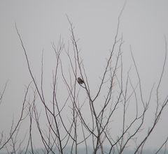 Coccothraustes coccothraustes