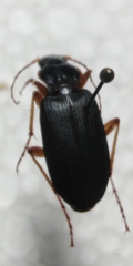Dolichus halensis
