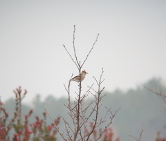 Coccothraustes coccothraustes
