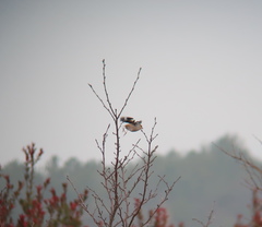 Coccothraustes coccothraustes