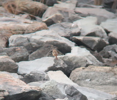 Phoenicurus auroreus