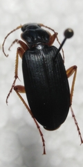 Dolichus halensis
