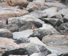 Phoenicurus auroreus