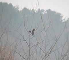 Streptopelia orientalis