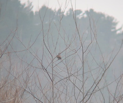 Streptopelia orientalis